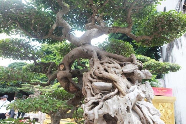 Cũng theo nữ chủ nhân, những cây dáng huyền hay “thác đổ” đều được các nghệ nhân xưa nuôi trồng, tạo tác trong chậu từ nhỏ thuộc những gia đình giàu có ngày xưa nên họ coi cây như “báu vật” trong nhà. Ảnh: Dân trí