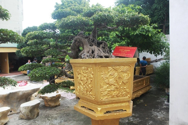 Bởi vậy, người có tiền cũng chưa chắc đã mua được. Ảnh: Dân trí