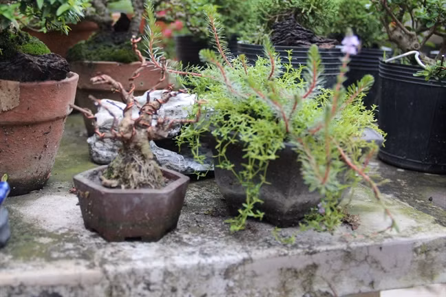 Loạt bonsai tí hon có cây cả trăm triệu đồng... đại gia mê mẩn Loat bonsai ti hon co cay ca tram trieu dong... dai gia me man