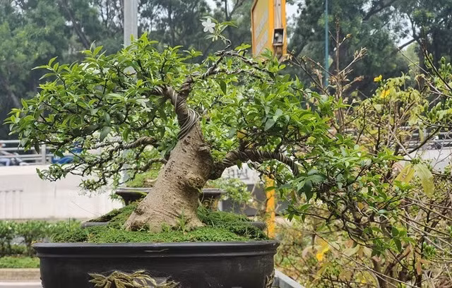 Những chậu bonsai mini có chiều cao chưa đầy gang tay được tạo dáng uốn lượn độc đáo, phù hợp với việc để bàn. Ảnh: Tiền phong