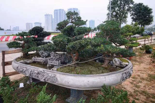 Theo chủ nhân của tác phẩm, “Đồi tùng La Hán” là sự kết hợp của 7 cây tùng La Hán, có tuổi thọ trung bình khoảng 30 năm. Ảnh: Người đưa tin