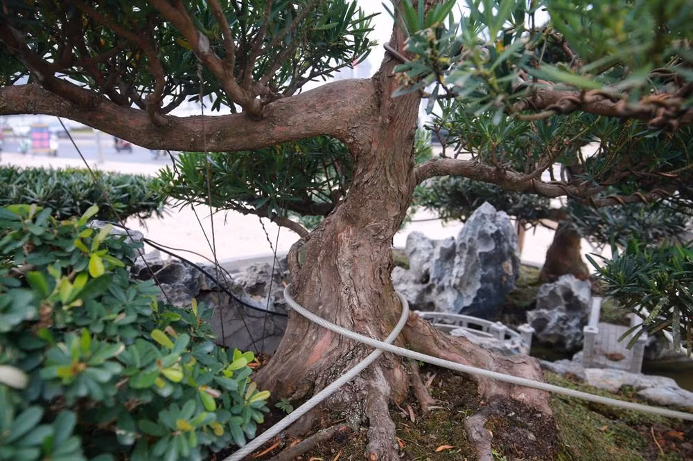 Trong đó, cây cao nhất khoảng 1m đặt ở vị trí chính giữa, sau đó lần lượt sang 2 bên là các cây cao 80cm, 60cm. Ảnh: Dân trí