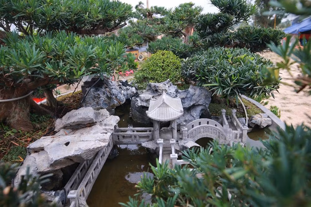 Tùng La Hán vốn mang vẻ đẹp khí phách và bề thế nên khi kết hợp với tiểu cảnh làm tăng giá trị lên gấp đôi. Ảnh: Dân trí