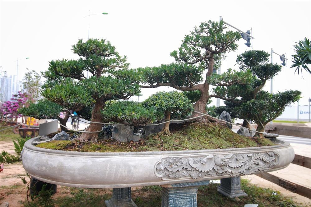 Xuất hiện tại Triển lãm sinh vật Cảnh Việt Nam (Bắc Từ Liêm, Hà Nội) cách đây 2 năm, tác phẩm "Đồi tùng La Hán" của anh Tùng Hậu (Hải Dương) thu hút sự chú ý của đông đảo khách tham quan. Ảnh: Dân trí