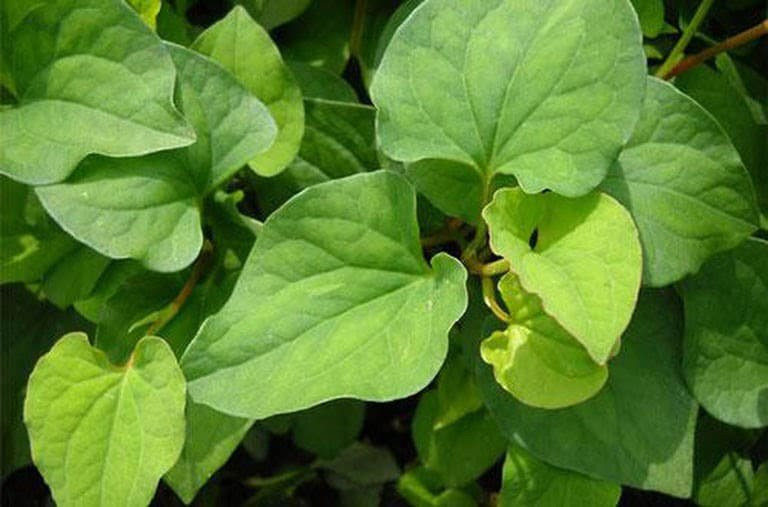 Khi sang Trung Quốc, rau diếp cá được bán với giá khoảng 200.000 đồng/kg trong các thành phố lớn miền Nam Trung Quốc, còn thường xuyên không đủ hàng để bán. Ảnh: Facebook