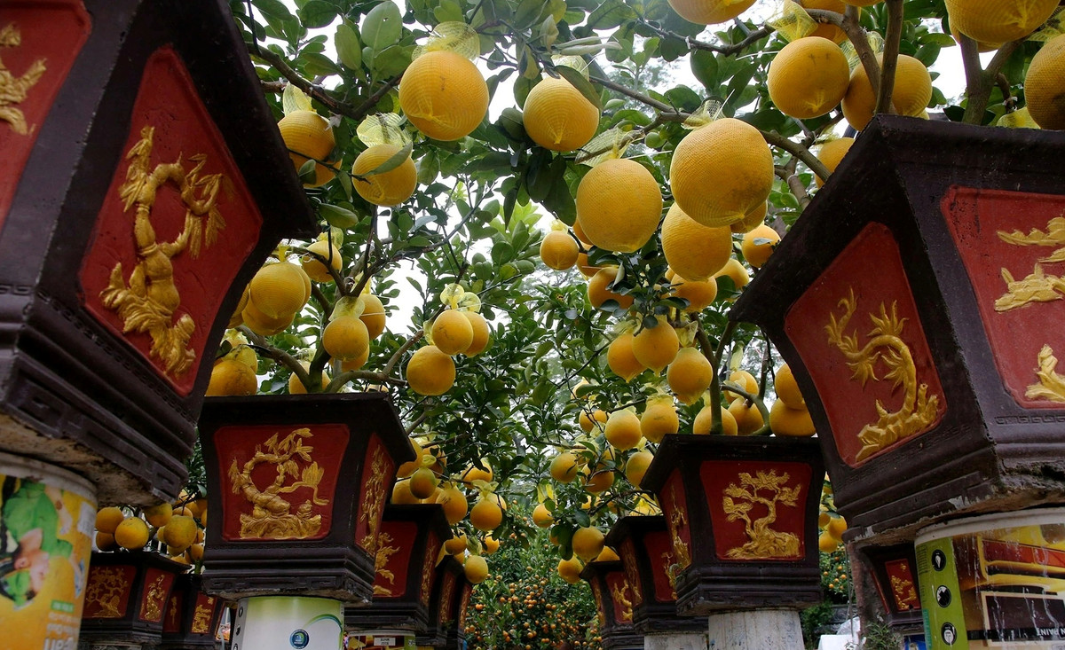 Gần Tết, chợ hoa Lạc Long Quân được bày bán rất nhiều cành đào cỡ lớn, bưởi bonsai khủng đã lên chậu đẹp mắt... Ảnh: Dân trí