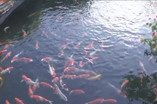 Trong nhà còn có cả hồ cá Koi đắt đỏ.