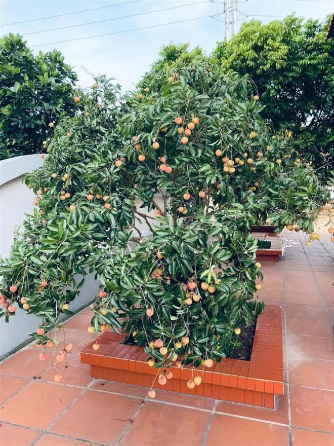 Đặc biệt, xung quanh nhà trồng đủ các loại cây ăn quả khác nhau. Ảnh: FBNV