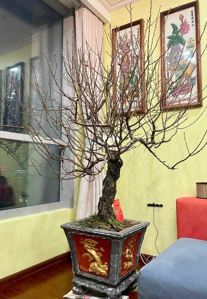 Vào những ngày giáp Tết, nghệ sĩ Tự Long thường cùng vợ mua sắm một cây đào và chậu quất Nhật Tân về trang trí. Ảnh: Vietnamnet