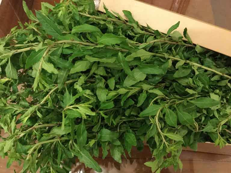 Cây củ khởi (còn được gọi khởi tử hay câu kỷ) là loại cây dại mọc hoang khắp nơi, cả những bãi đất trông hay ven đường. Loại cây này còn được người dân Lào Cai trồng làm hàng rào vì có gai, than ken dày. Ảnh: Internet