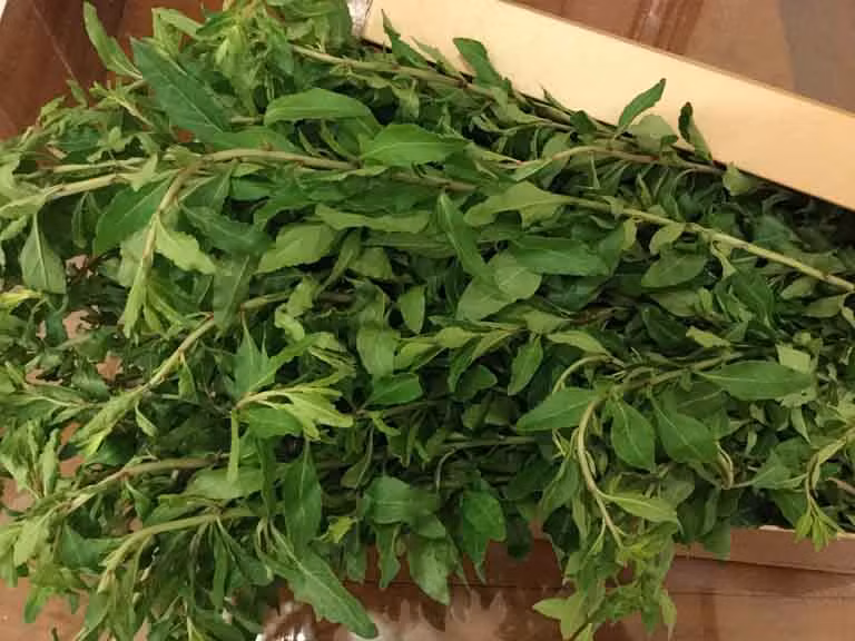 Cây củ khởi (còn được gọi khởi tử hay câu kỷ) là loại cây dại mọc hoang khắp nơi, cả những bãi đất trông hay ven đường. Loại cây này còn được người dân Lào Cai trồng làm hàng rào vì có gai, than ken dày. Ảnh: Internet