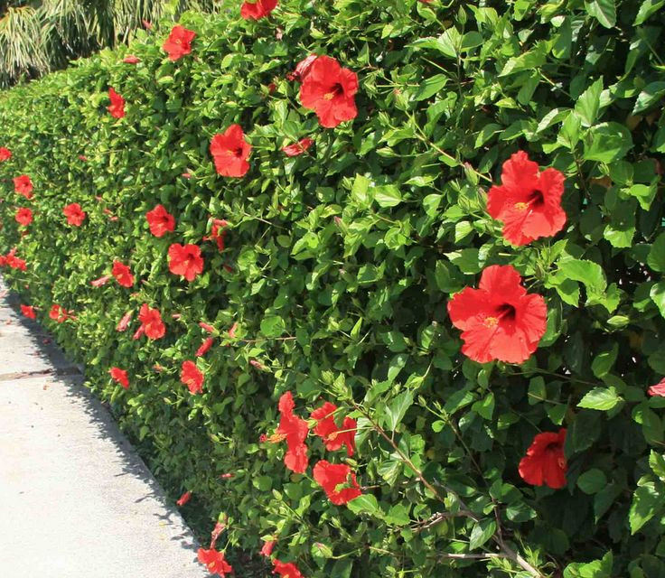 Trước đây, cây dâm bụt thường trồng để làm hàng rào. Tuy nhiên, it ai biết dâm bụt còn có thể chế biến thành món ăn độc lạ. Ảnh: Internet