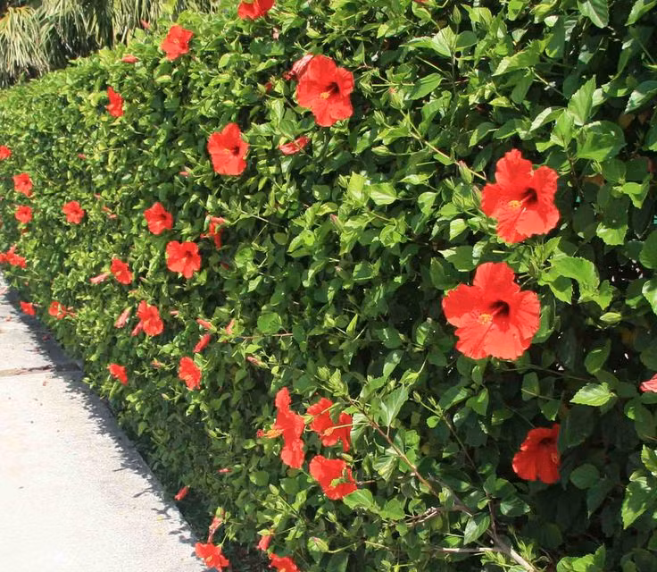 Trước đây, cây dâm bụt thường trồng để làm hàng rào. Tuy nhiên, it ai biết dâm bụt còn có thể chế biến thành món ăn độc lạ. Ảnh: Internet