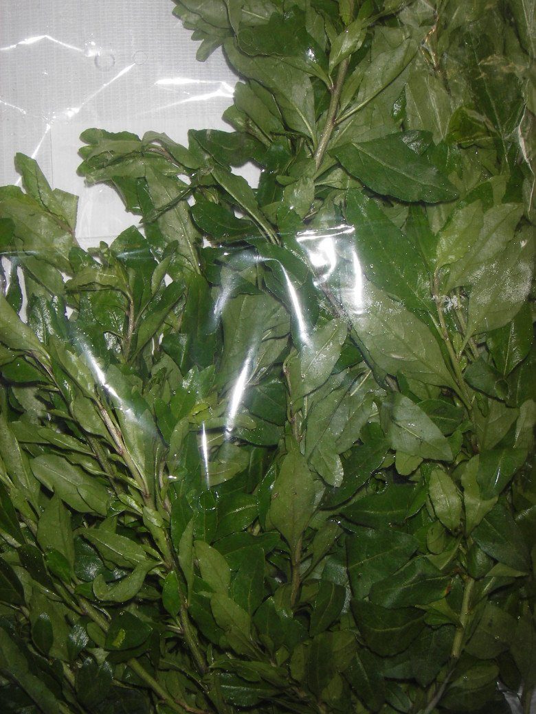 Sau này, nhờ vị hơi đắt ngọt và mùi thơm đặc trưng, người dân địa phương hái đọt non và lá để chế biến món ăn. Ảnh: Internet