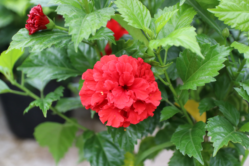 Ngày nay, muốn ăn rau dâm bụt, khách hàng phải lặn lội tới nhà ai trồng cây này để xin lá. Ảnh: Internet