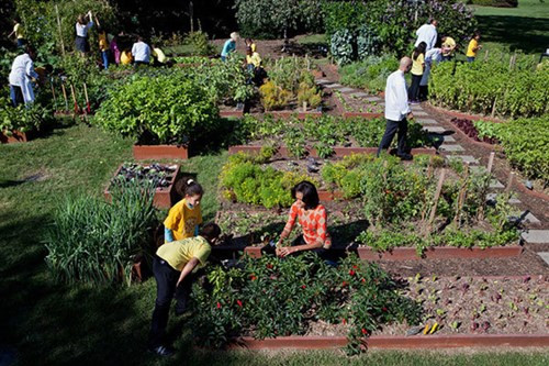 Bà Obama dành nhiều thời gian và công sức để chăm sóc vườn rau này. Khu vườn cũng là điểm đến tham quan của rất nhiều học sinh tiểu học, trung học.