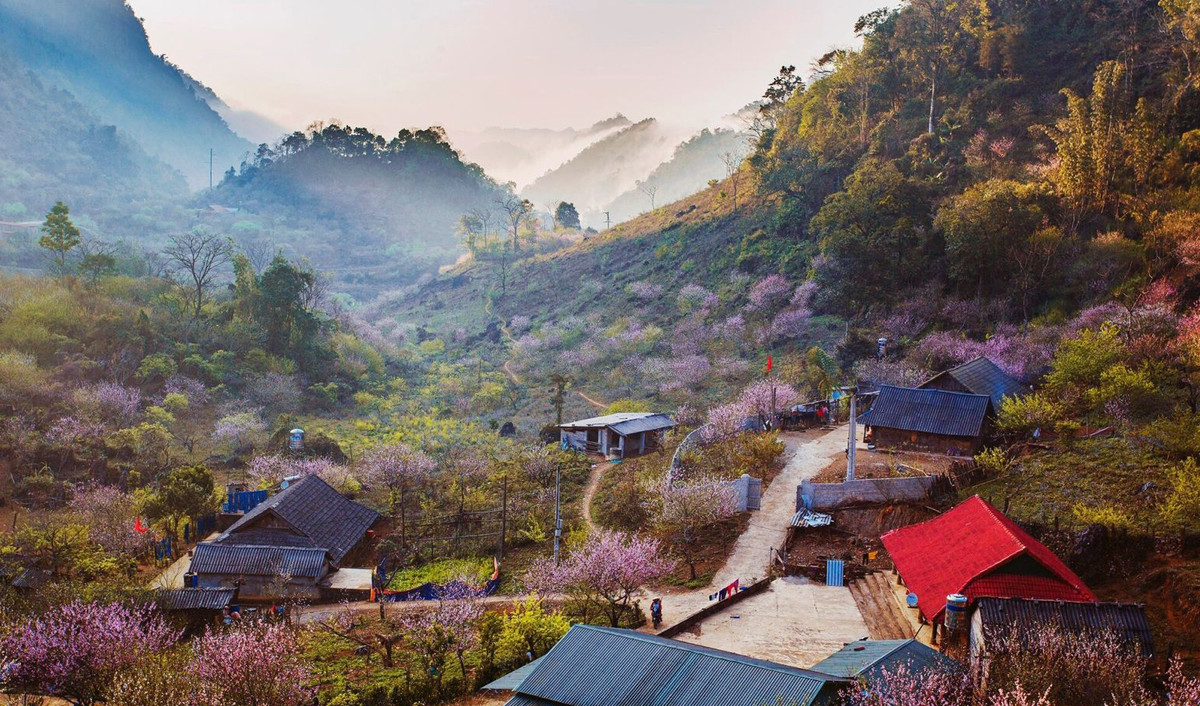 Son La thu hut khach du lich bang ve dep cua cac loai hoa