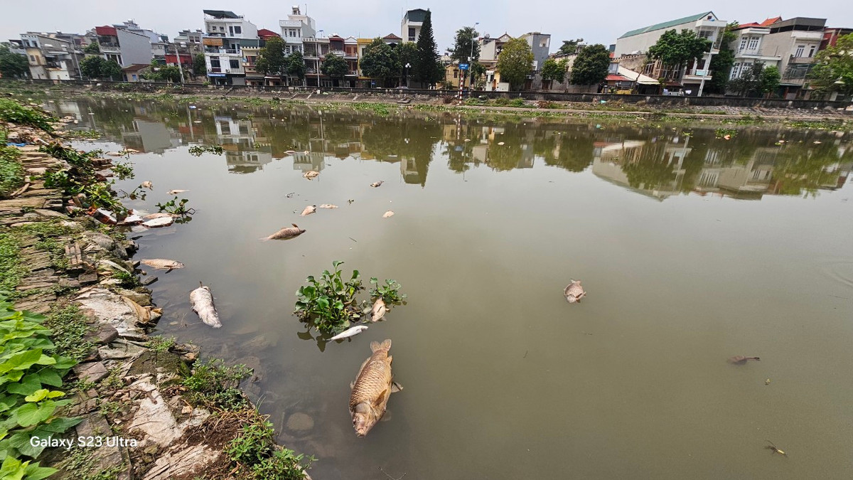 Mùi hôi thối từ xác cá bốc lên khiến cuộc sống người dân bị ảnh hưởng.