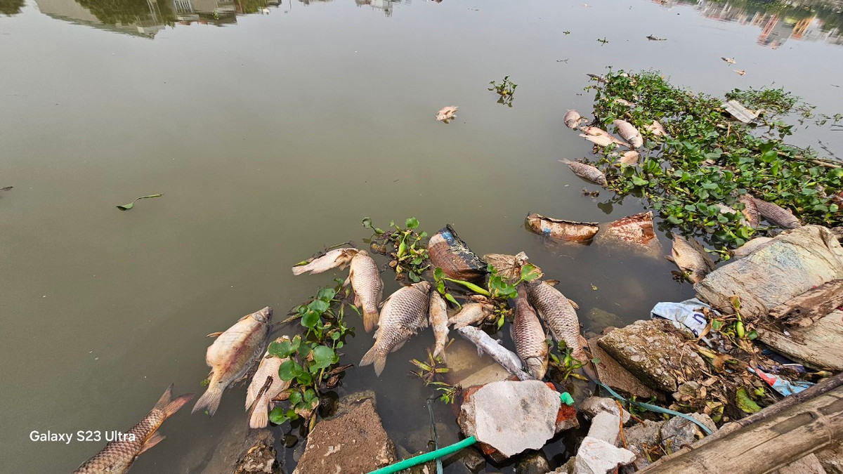 Sông Sặt đi qua địa phận thành phố Hải Dương ở phía Nam và Đông Nam rồi qua âu thuyền, chảy ra sông Thái Bình những ngày qua tràn ngập xác cá chết. 