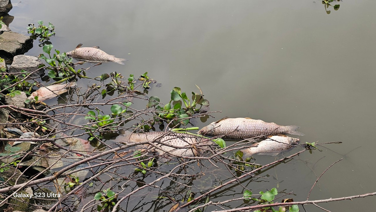 Xác cá dạt vào hai ven bờ sông Sặt, nơi gần khu dân cư sinh sống.