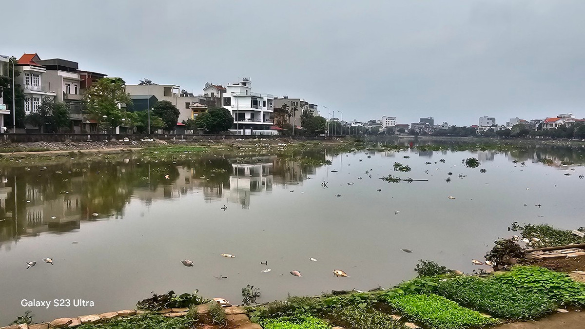 Người dân ven sông Sặt cho biết, tình trạng này xảy ra khi các lồng nuôi cá trên sông Thái Bình có hiện tượng cá chết hàng loạt.
