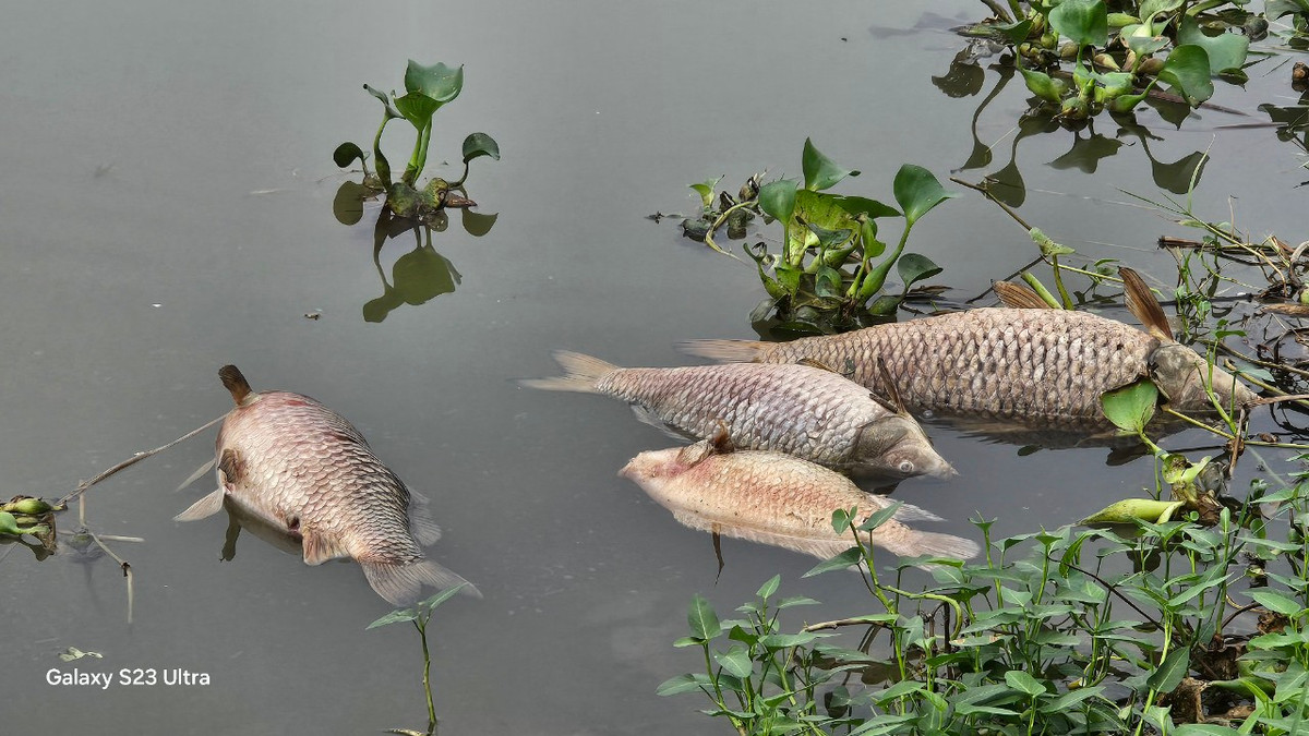 Những con cá chết nổi lên chủ yếu là cá chép từ 3 đến 7kg, cá lăng, cá diêu hồng…trôi theo hướng từ âu thuyền vào thành phố.