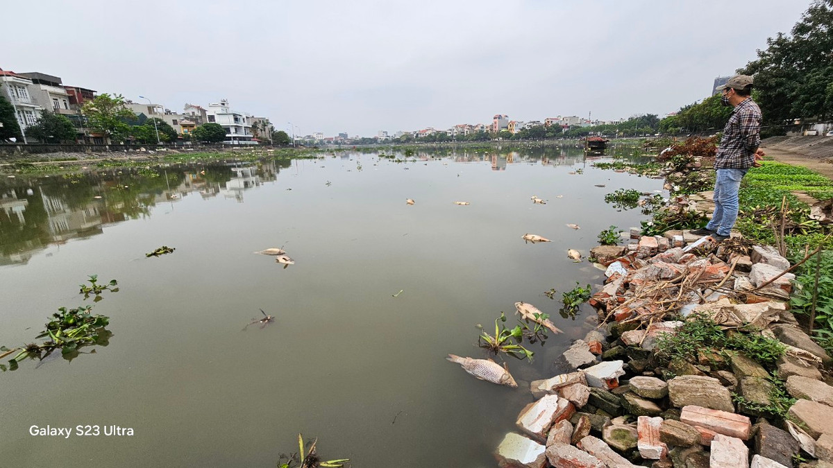 Xác cá chết trôi trên sông Sặt nhiều khiến người dân hai bên bờ sông cảm thấy khó chịu