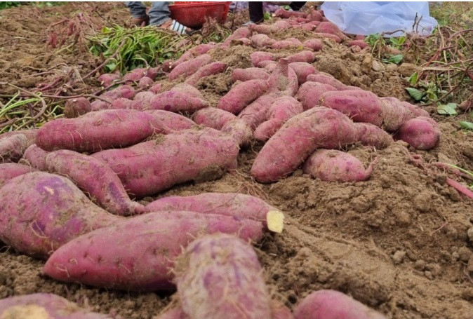Nong dan lo lang vi gia khoai lang rot the tham-Hinh-3