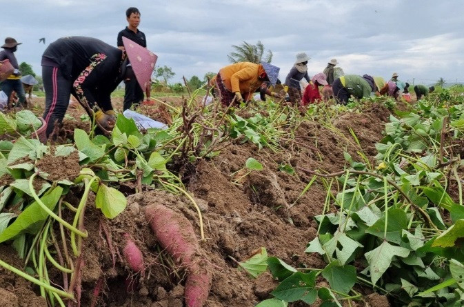 Nong dan lo lang vi gia khoai lang rot the tham-Hinh-2
