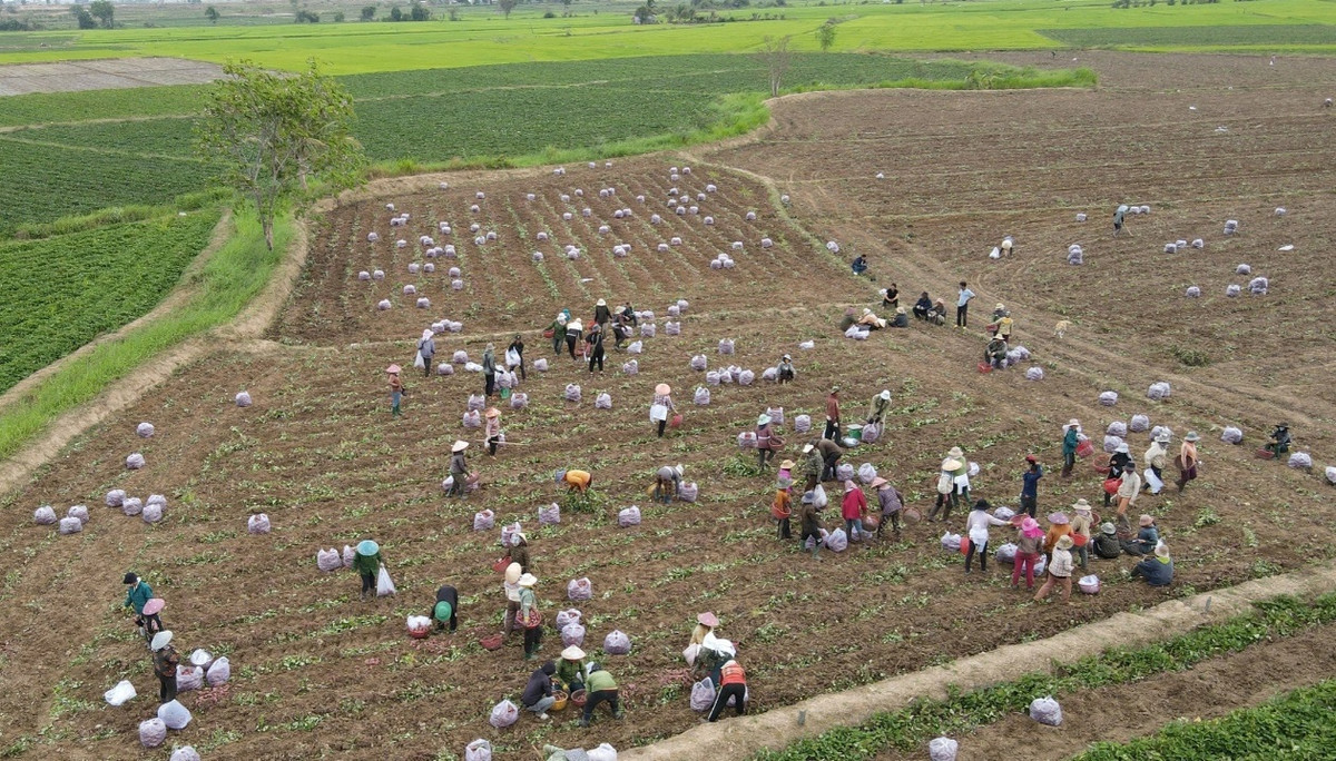 Nong dan lo lang vi gia khoai lang rot the tham