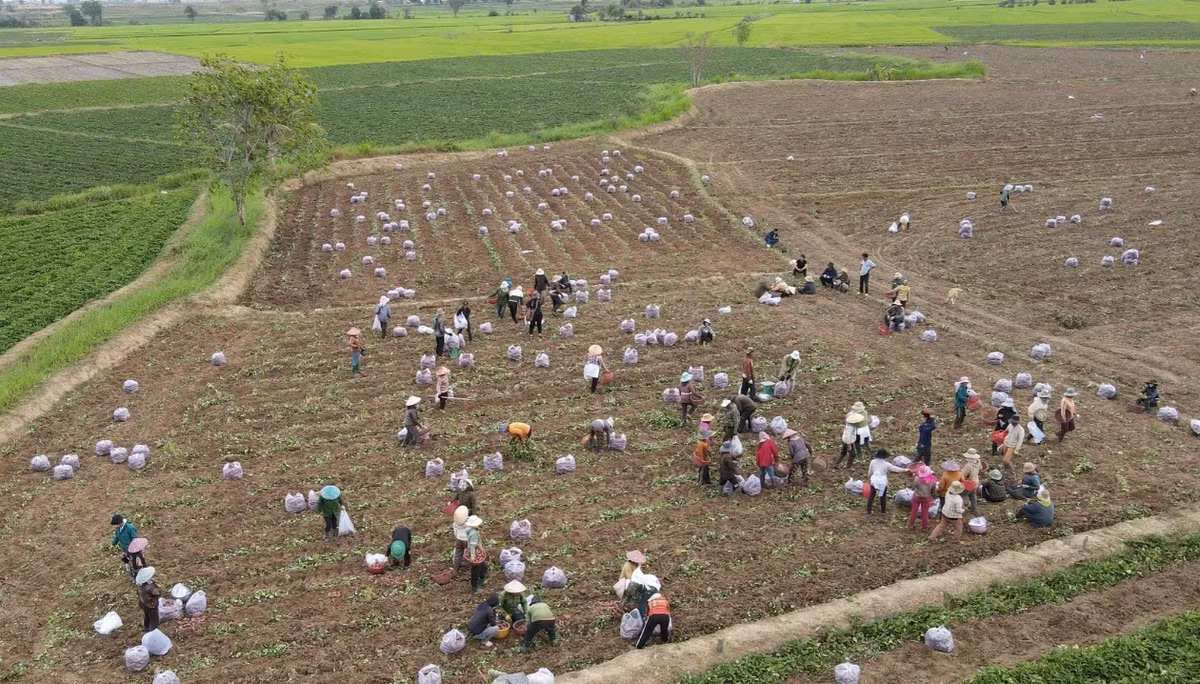 Nong dan lo lang vi gia khoai lang rot the tham