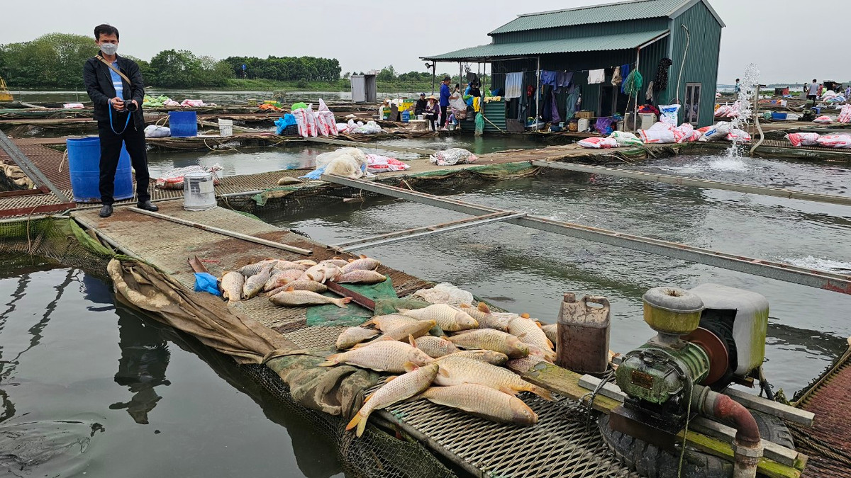 Sớm xác định nguyên nhân thiếu oxy khiến hàng trăm tấn cá lồng chết Som xac dinh nguyen nhan thieu oxy khien hang tram tan ca long chet