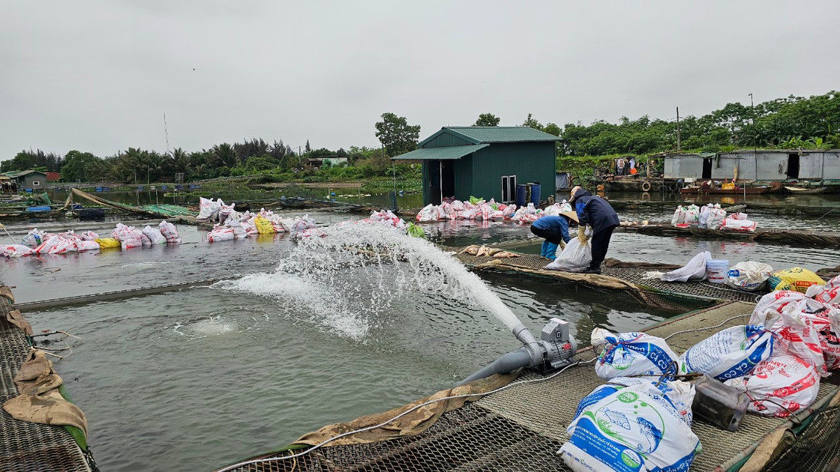 Nong dan dau xot nhin ca long chet va mon no hang ty dong-Hinh-4