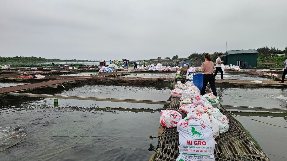 Nong dan dau xot nhin ca long chet va mon no hang ty dong-Hinh-5