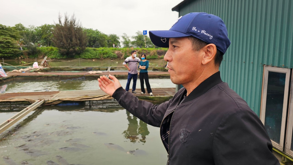 Nong dan dau xot nhin ca long chet va mon no hang ty dong-Hinh-2