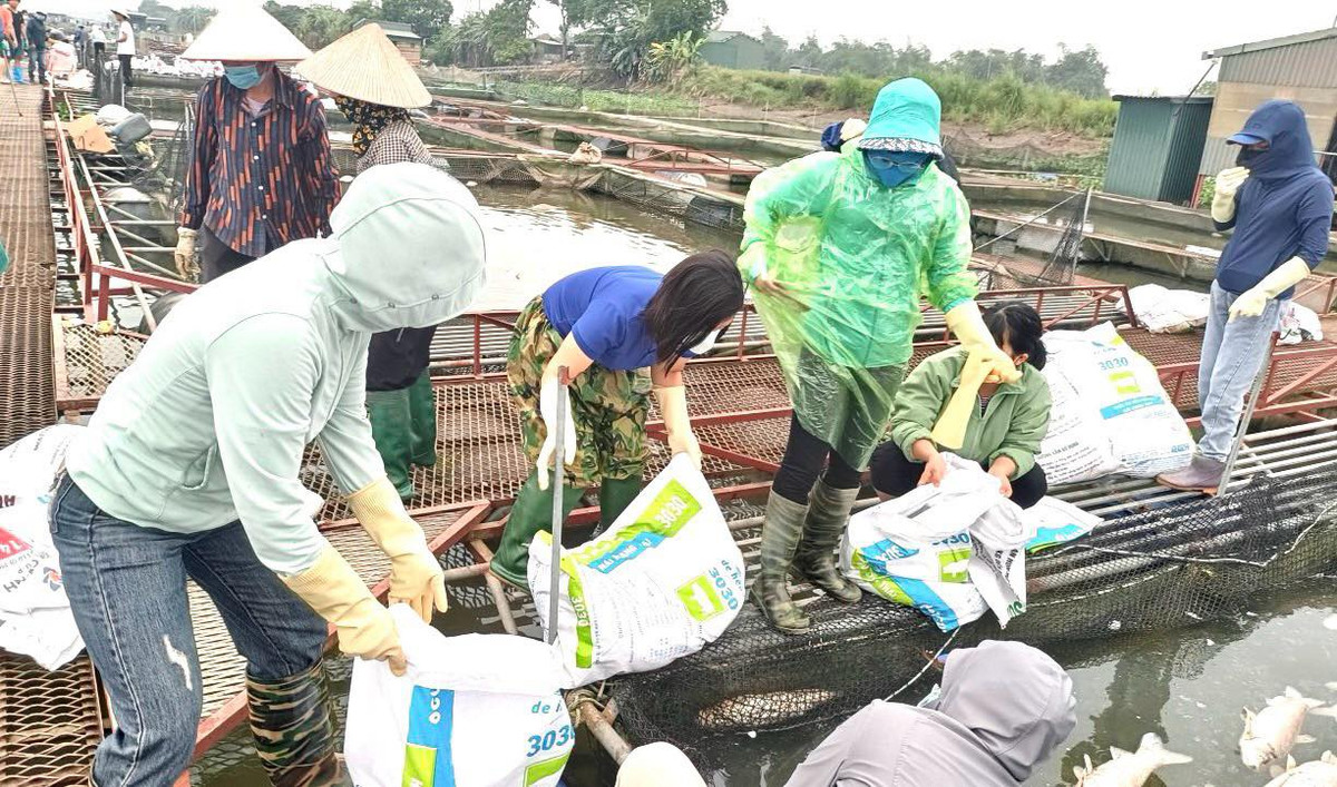 Hon 300 tan ca long tren song Thai Binh chet: Co anh huong nguon nuoc?-Hinh-4