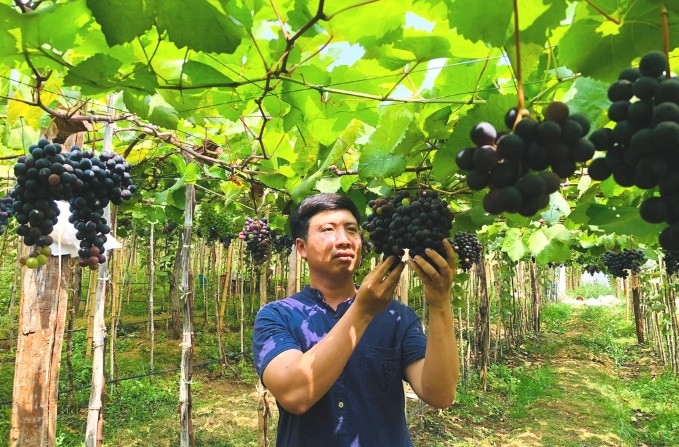 Bỏ nghề xây dựng đi làm nông, chàng thanh niên gặt hái quả ngọt Bo nghe xay dung di lam nong, chang thanh nien gat hai qua ngot