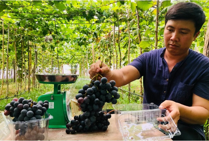 Bỏ nghề xây dựng đi làm nông, chàng thanh niên gặt hái quả ngọt - Hình 4 Bo nghe xay dung di lam nong, chang thanh nien gat hai qua ngot-Hinh-4