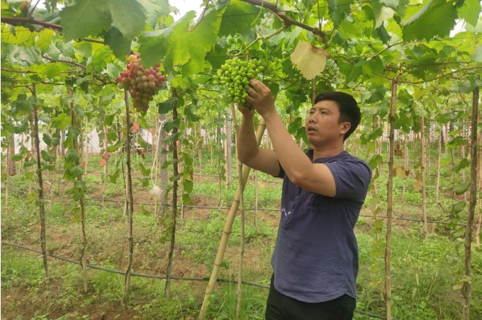 Bỏ nghề xây dựng đi làm nông, chàng thanh niên gặt hái quả ngọt - Hình 3 Bo nghe xay dung di lam nong, chang thanh nien gat hai qua ngot-Hinh-3