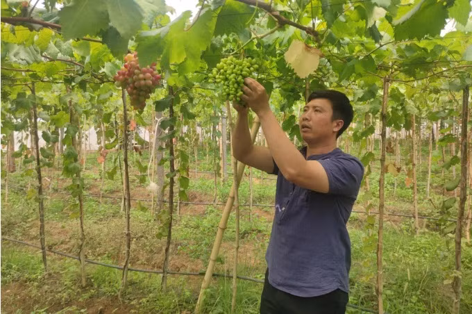 Bo nghe xay dung di lam nong, chang thanh nien gat hai qua ngot-Hinh-3