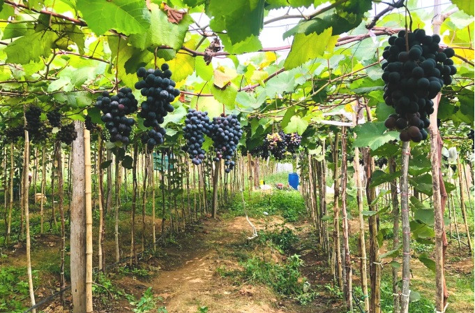 Bỏ nghề xây dựng đi làm nông, chàng thanh niên gặt hái quả ngọt - Hình 2 Bo nghe xay dung di lam nong, chang thanh nien gat hai qua ngot-Hinh-2