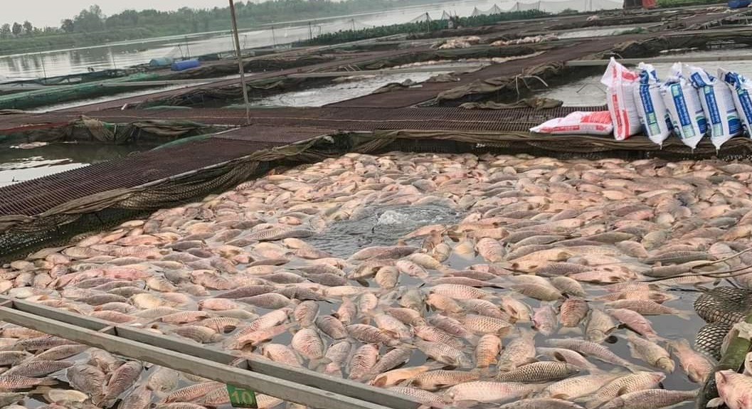 Hai Duong: Ra soat nguon thai, tim nguyen nhan 300 tan ca long chet