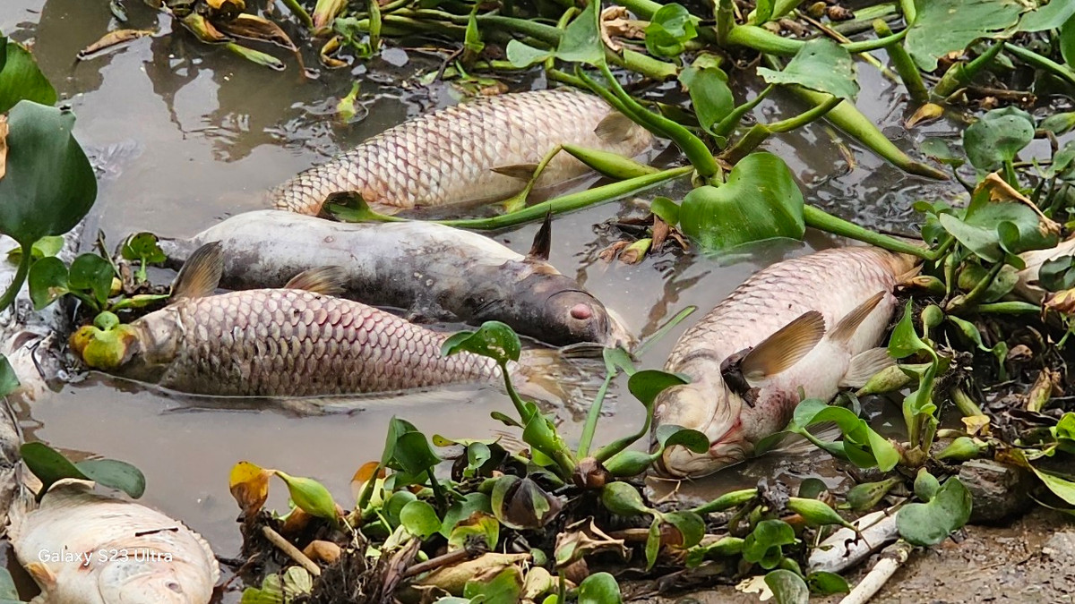 Gây lo lắng ô nhiễm môi trường.