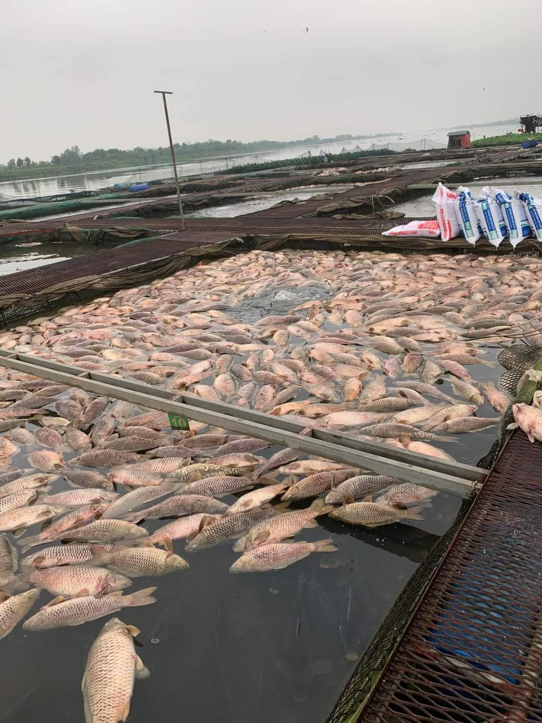 Ngày 5/4, Cục Thủy sản và Viện Nghiên cứu nuôi trồng thủy sản I của Bộ NN&amp;PTNT đã về địa phương kiểm tra nhanh hiện tượng cá chết. Đoàn công tác đã lấy các mẫu nước trong lồng cá, nước ở sông để kiểm tra. Kiểm tra nhanh tại vị trí có nhiều cá chết cho thấy nồng độ oxy hòa tan trong nước rất thấp, nồng độ khí độc cao dẫn tới cá thiếu oxy. Trước đó các cơ quan chức năng của Hải Dương cũng lấy mẫu nước, mẫu bệnh phẩm đem xét nghiệm tìm nguyên nhân. Đến nay, kết quả chưa được công bố. 