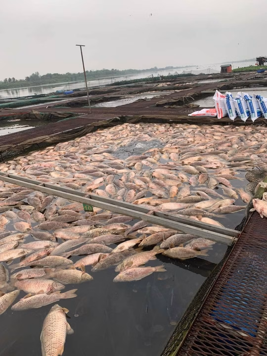 Ngày 5/4, Cục Thủy sản và Viện Nghiên cứu nuôi trồng thủy sản I của Bộ NN&amp;PTNT đã về địa phương kiểm tra nhanh hiện tượng cá chết. Đoàn công tác đã lấy các mẫu nước trong lồng cá, nước ở sông để kiểm tra. Kiểm tra nhanh tại vị trí có nhiều cá chết cho thấy nồng độ oxy hòa tan trong nước rất thấp, nồng độ khí độc cao dẫn tới cá thiếu oxy. Trước đó các cơ quan chức năng của Hải Dương cũng lấy mẫu nước, mẫu bệnh phẩm đem xét nghiệm tìm nguyên nhân. Đến nay, kết quả chưa được công bố. 