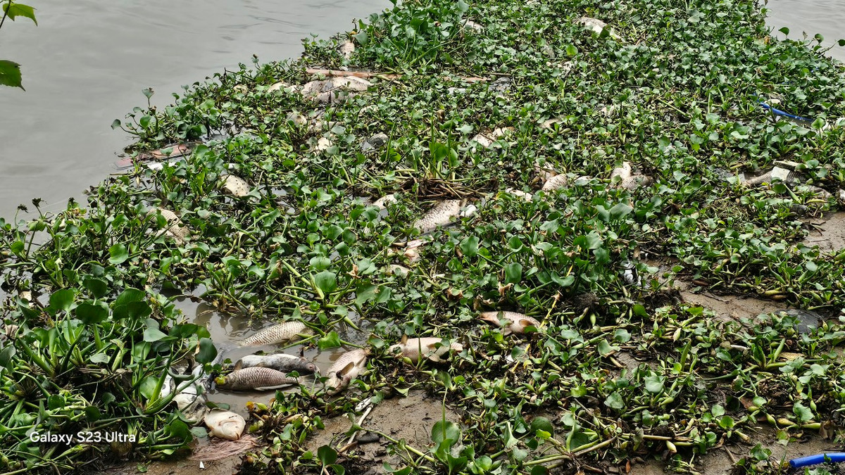 Trước đó lượng lớn cá chết cũng nổi lềnh bềnh trên sông Thái Bình.