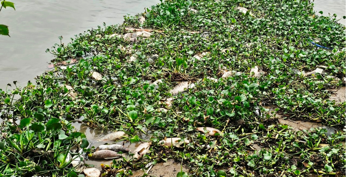 Sông Thái Bình cũng là nguồn nước Nhà máy nước sạch Hải Dương lấy để xử lý sau đó cung cấp cho các hộ dân.