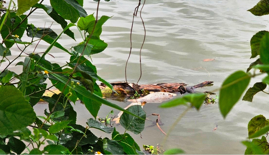 Khúc sông Thái Bình đâu đâu cũng bắt gặp cảnh xác cá nổi lênh