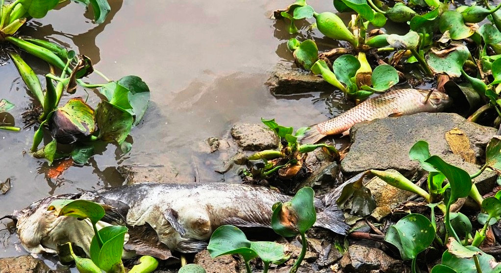 Mùi cá chết khiến người dân sống ven sông khó chịu.