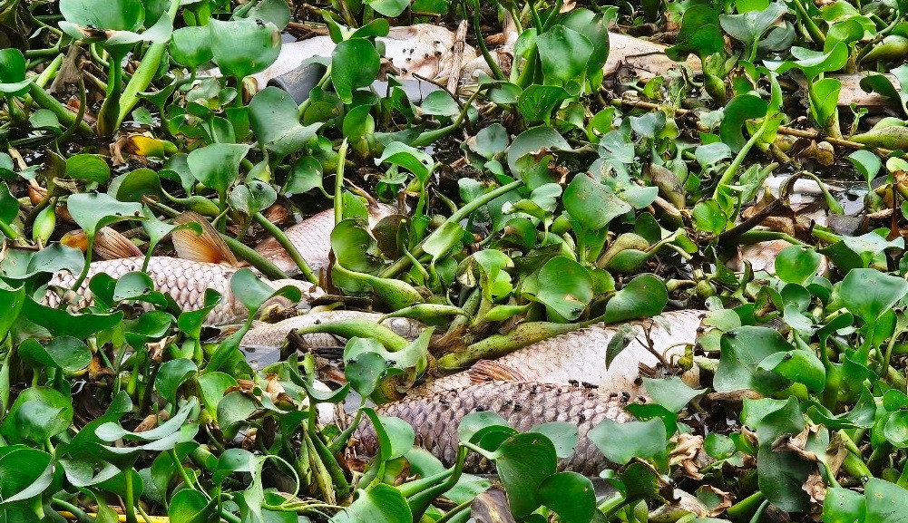 Gây ô nhiễm môi trường và nguy cơ lây lan dịch bệnh